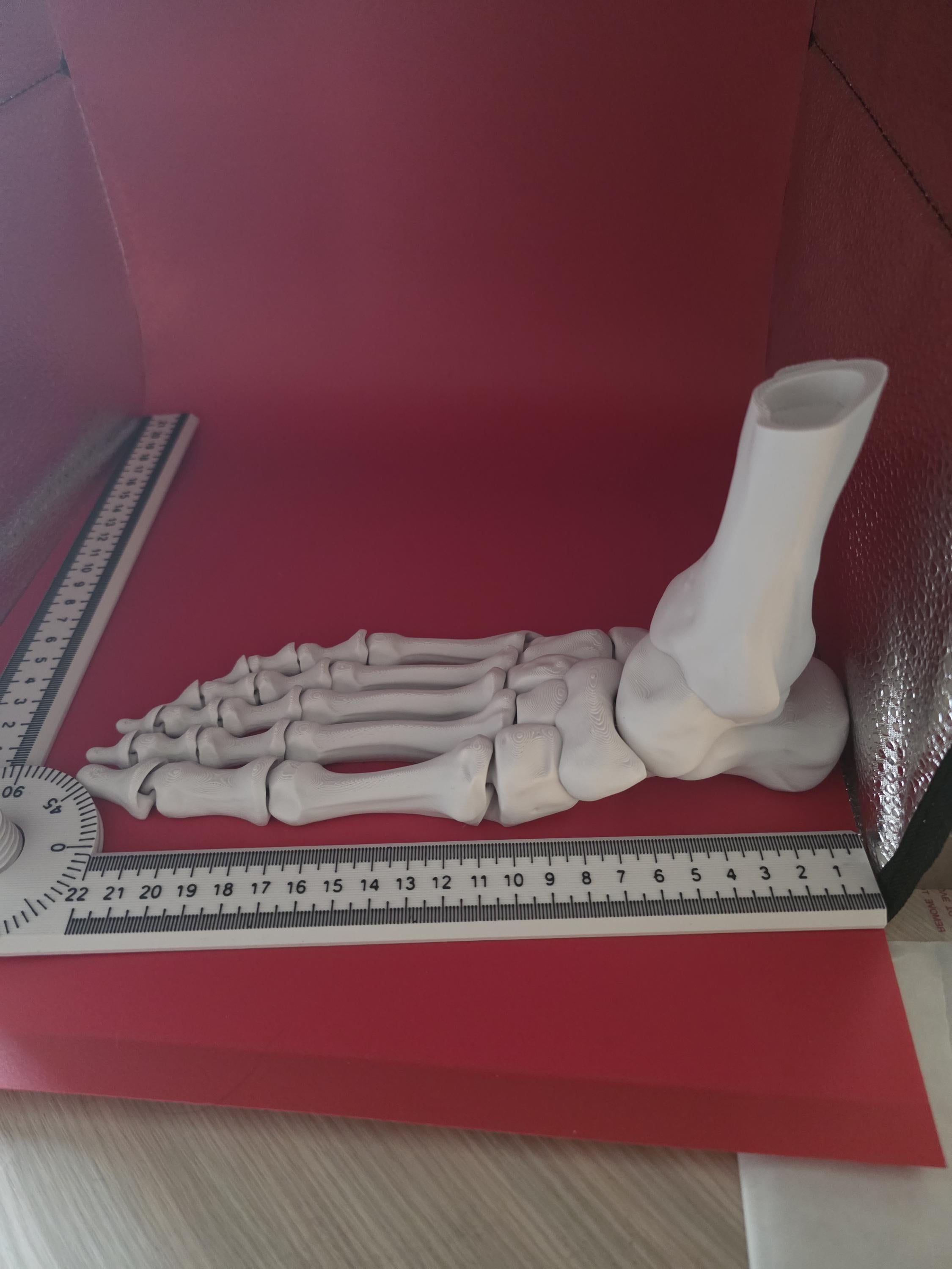 3D printed Large realistic articulated skeleton foot seasonal decor